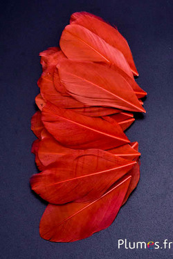 Pétales en plumes - 6-8 x 3-4 cm - caramel